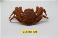 藏品(近親盾牌蟹)的圖片